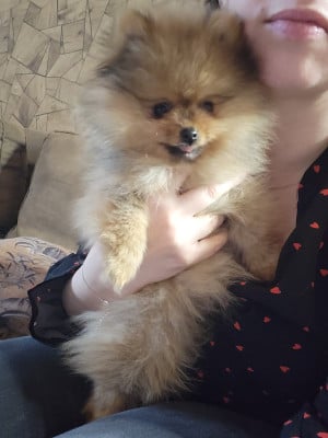 Étalon Spitz allemand - Du Chêne Brisé Arley Queen