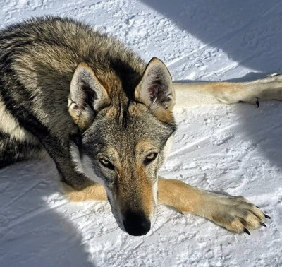 Étalon Chien-loup tchecoslovaque - Arumai salto del lupo