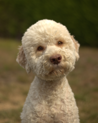 Étalon Lagotto Romagnolo - Signurinu pampasgiolu (Sans Affixe)