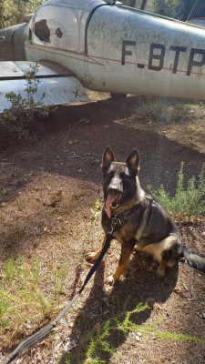 Étalon Berger Allemand - Utah Du Seigneur De La Taiga