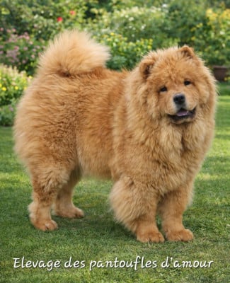 Étalon Chow Chow - Anna des Pantoufles d'Amour