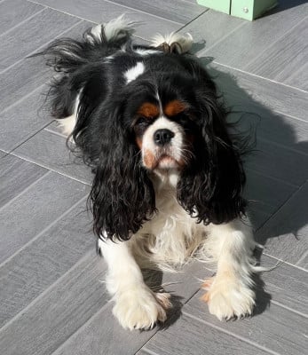 Étalon Cavalier King Charles Spaniel - Topaze des lutins malins