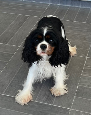 Étalon Cavalier King Charles Spaniel - Venise des lutins malins