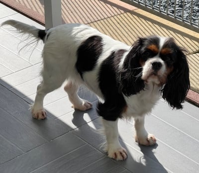 Étalon Cavalier King Charles Spaniel - Urana Des p'tits Bizoulous