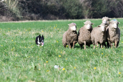 Étalon Border Collie - Tite Louve (Sans Affixe)