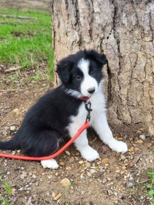 Étalon Border Collie - Aigoual Millieres (Sans Affixe)