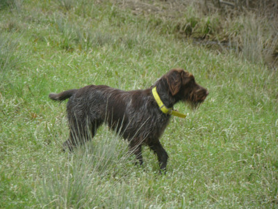 Étalon Griffon d'arrêt à poil dur Korthals - Arès Des Gaves D'Argent