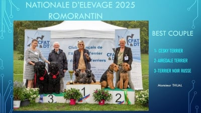 Étalon Airedale Terrier - CH. Veracruz Du Domaine De Martindale