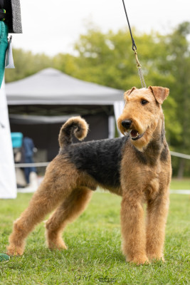 Étalon Airedale Terrier - CH. Vvissant Du Domaine De Martindale