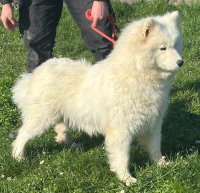 Étalon Samoyède - Udie de Jerrie Black