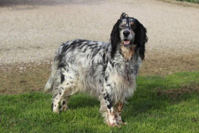 Étalon Setter Anglais - Roxy des Diamants Verts