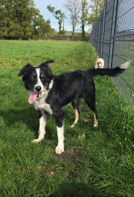 Étalon Border Collie - Rubis Du Domaine Du Bois Rosier