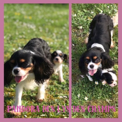 Pandora Des Lys Des Champs