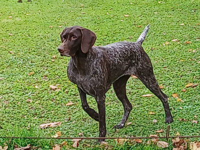 Étalon Braque allemand à poil court - SAYA of Black And Sand