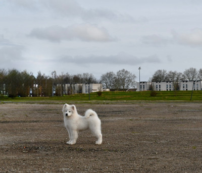 Étalon Samoyède - Cukrowa wata the glow of the snowy star