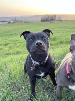 Étalon Staffordshire Bull Terrier - Amara Liberty d Oriane De La Vallée Des Farfadets