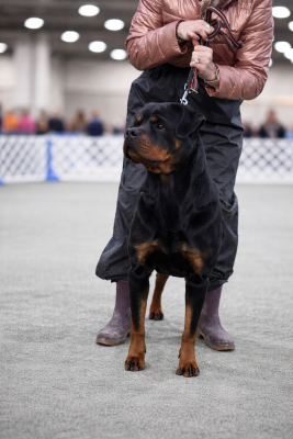 Étalon Rottweiler - Taya Des Guerriers Saiyans