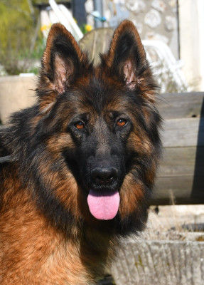 Étalon Berger Allemand Poil Long - uguette Du Domaine De L'estuaire