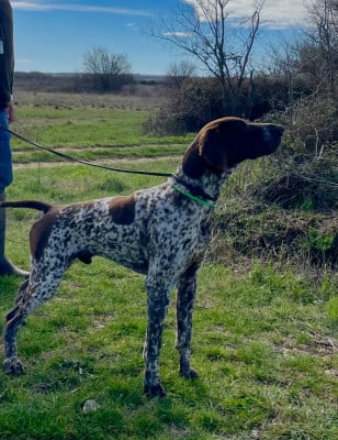 Étalon Braque allemand à poil court - Pradellinensis FIERO