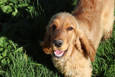Étalon Cocker Spaniel Anglais - Ariel Du Domaine D'Anteros
