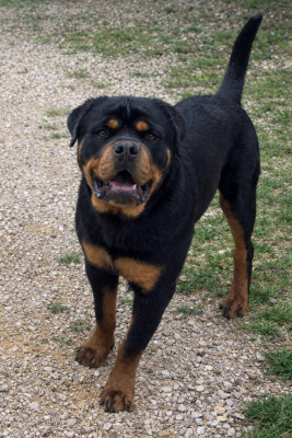 Étalon Rottweiler - VADOR Du Royaume De L'Occitanie