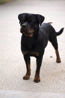 Étalon Rottweiler - VANYA Des molosses de Garabit