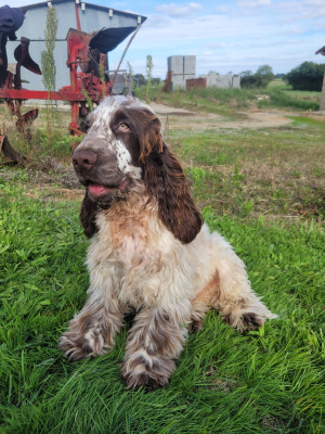 Étalon Cocker Spaniel Anglais - Arribo Du Domaine D'Anteros