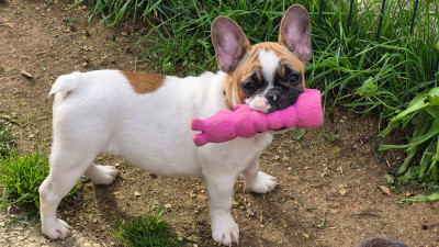 Étalon Bouledogue français - Arsouille des Joyaux du Royaume Valyo