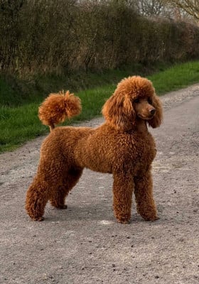 Étalon Caniche - ARAMI de la Cascade Saint Nicolas