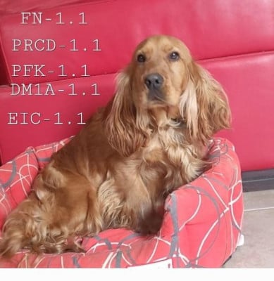 vaillant Des Vents D'Océan