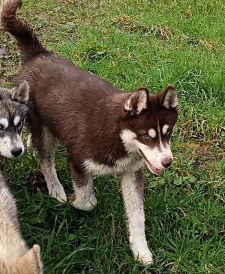 Étalon Siberian Husky - Avaïa L'Ame Sauvage