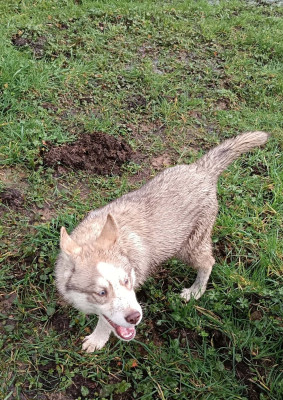 Étalon Siberian Husky - Arkaïa L'Ame Sauvage