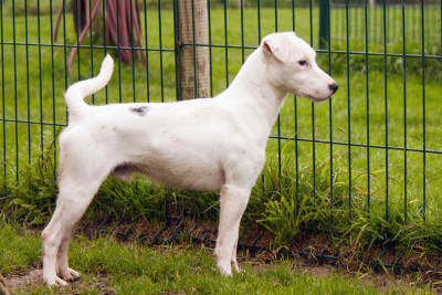 Thadéus The Magnificent Fox Hunter