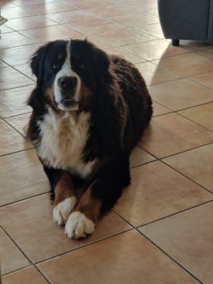 Étalon Bouvier Bernois - ARIZONA KENSETT De la Ferme de la Pessoutie