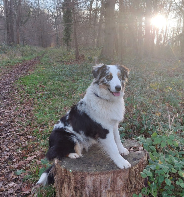 Étalon Berger Australien - Shiva des Ruchers de la Brie