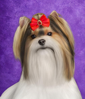 Étalon Biewer Terrier - oshatosha Trefle Porte Bonheur