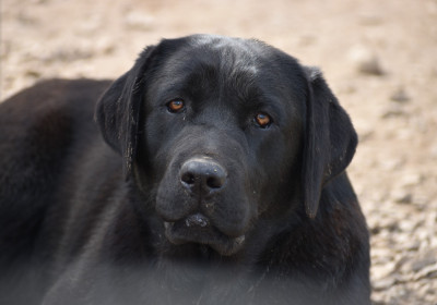 Étalon Labrador Retriever - Agathe Du Moulin Sault