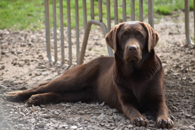 Étalon Labrador Retriever - Appy Du Moulin Sault