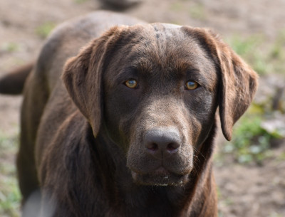 Étalon Labrador Retriever - Axelle Du Moulin Sault