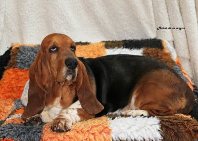 URMA du Haras de la Vergne