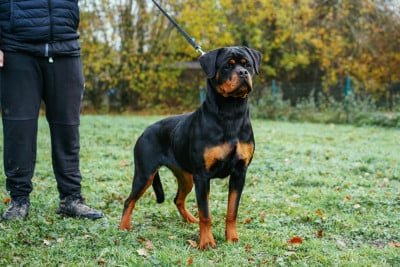 Étalon Rottweiler - ALIEN Von Der Paris Show
