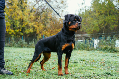 Étalon Rottweiler - ATTILA Von Der Paris Show