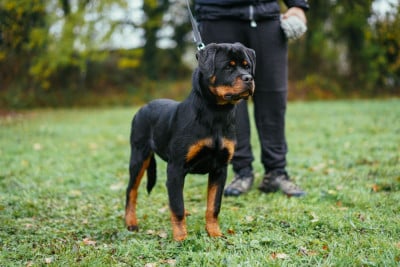 Étalon Rottweiler - ATOMIK Von Der Paris Show