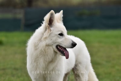 Étalon Berger Blanc Suisse - Proxima Centauri z chaty leona