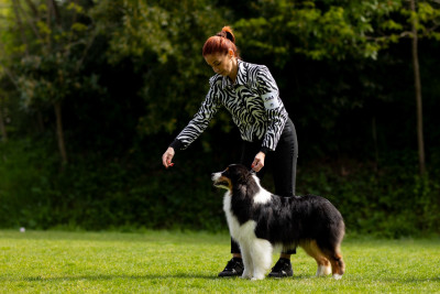 Étalon Berger Australien - Voodoo Queen des Terres De Khairyaca