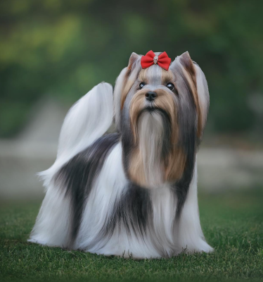 Étalon Biewer Terrier - oshatosha Sarah Jude