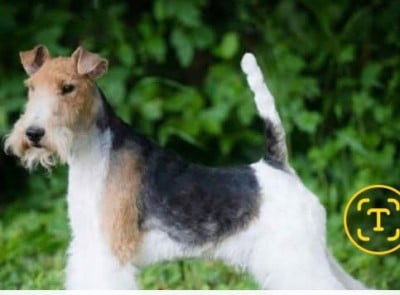 Étalon Fox Terrier Poil Dur - CH. Ultra Titre Initial
