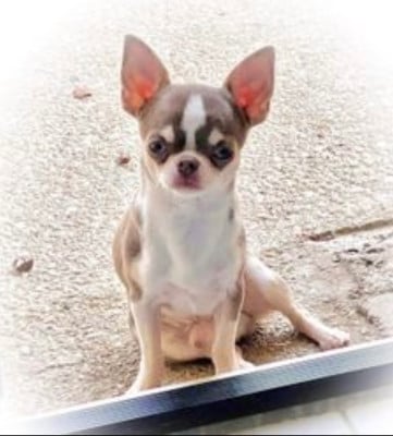 Étalon Chihuahua - Trésor From Lasting Love