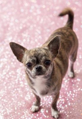 Étalon Chihuahua - Virtuosa From Lasting Love