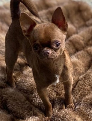 Étalon Chihuahua - My Little Totem Shoconut